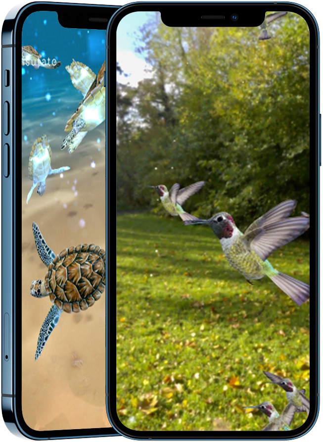 Birds and turtles